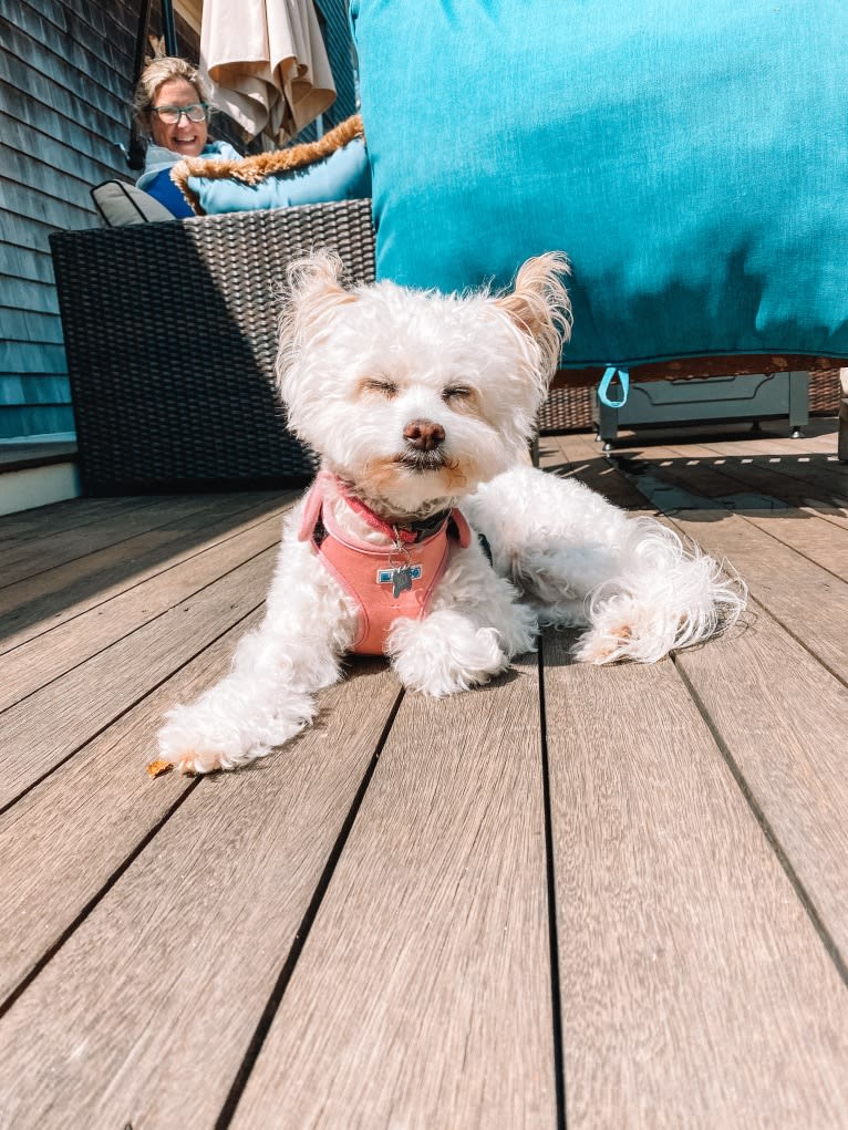 Buca, a Poodle (Small) and Pekingese mix tested with EmbarkVet.com