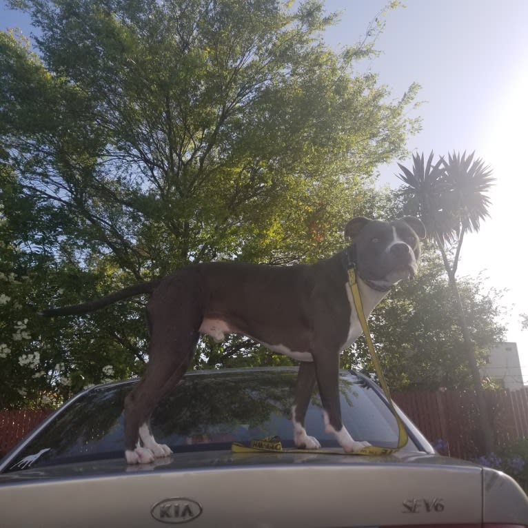 MaSiWei, an American Bully tested with EmbarkVet.com