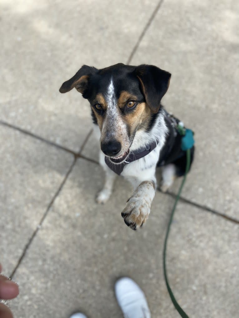 Photo of Rory, an Australian Shepherd, Australian Cattle Dog, and Border Collie mix in Florence, AL, USA