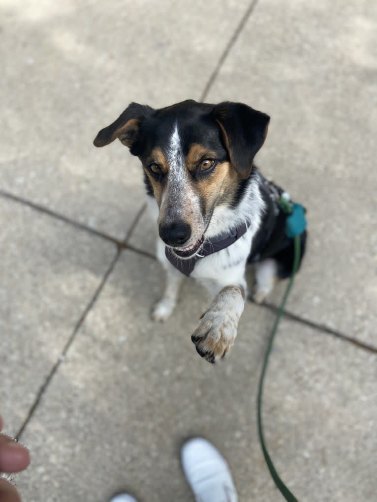 Rory, an Australian Shepherd and Australian Cattle Dog mix tested with EmbarkVet.com