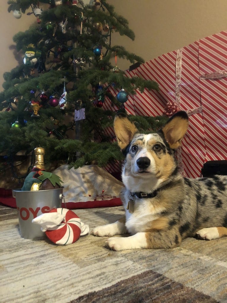 Corky, a Pembroke Welsh Corgi and Dachshund mix tested with EmbarkVet.com