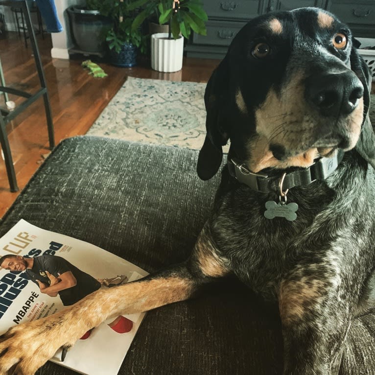 Wrigley, a Bluetick Coonhound tested with EmbarkVet.com