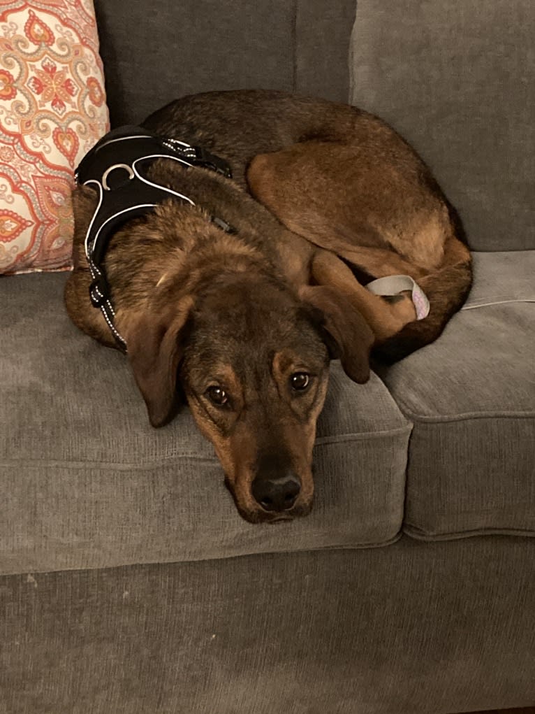 Milo, a Rottweiler and Golden Retriever mix tested with EmbarkVet.com