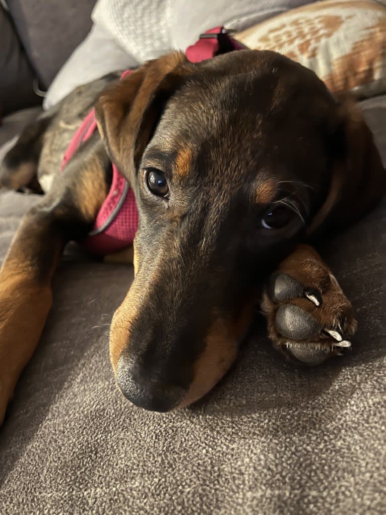 Riley, a Doberman Pinscher and Great Pyrenees mix tested with EmbarkVet.com