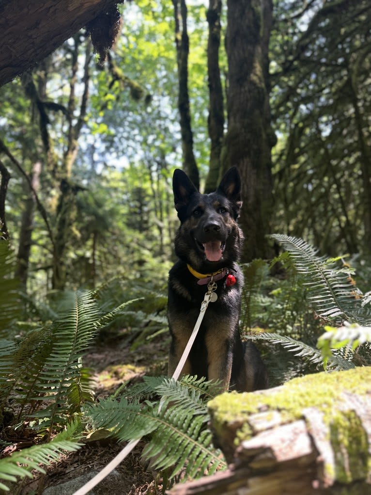 Dino, a German Shepherd Dog tested with EmbarkVet.com