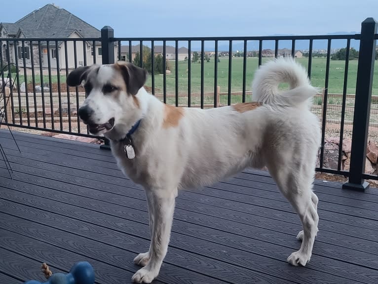 Casper, a Great Pyrenees and German Shepherd Dog mix tested with EmbarkVet.com