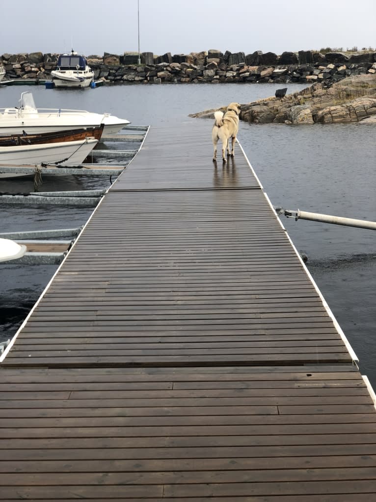 Arkan, an Anatolian Shepherd Dog tested with EmbarkVet.com