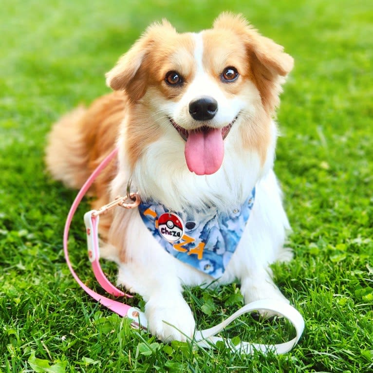 Cheza, a Pembroke Welsh Corgi and Samoyed mix tested with EmbarkVet.com