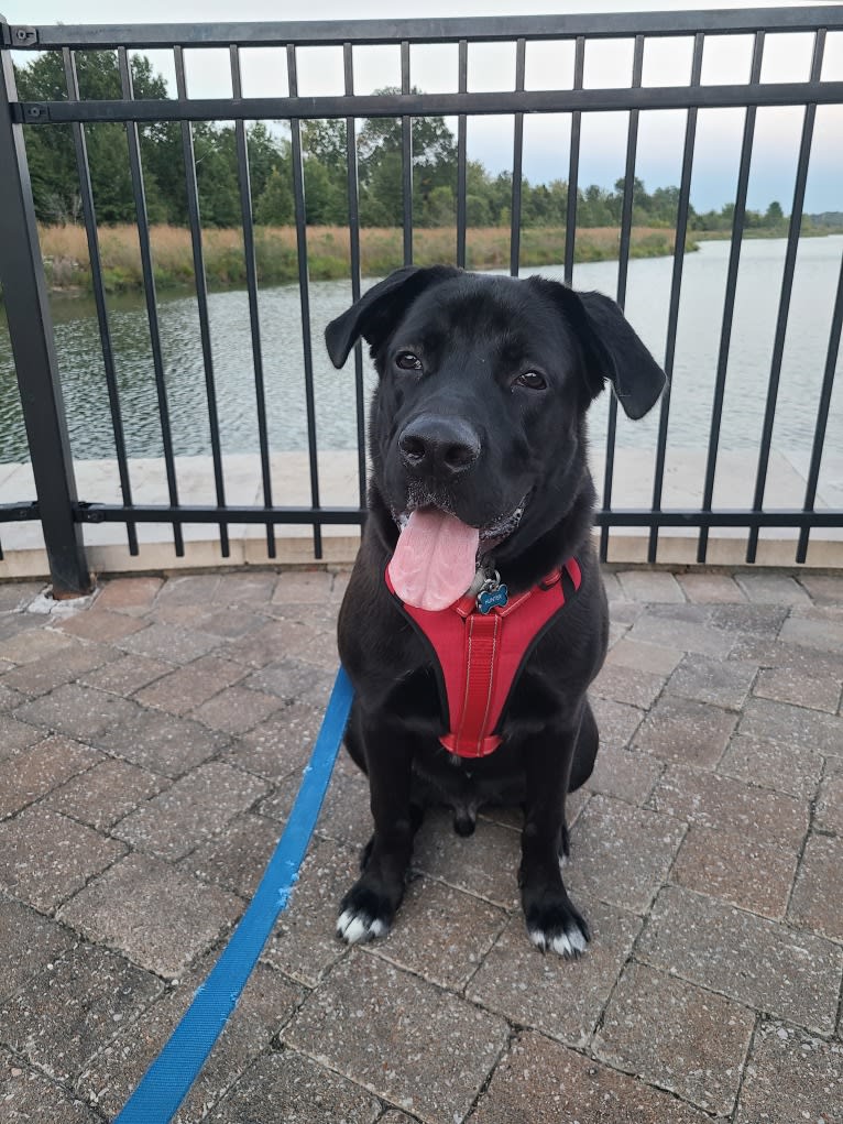 Hunter, a Labrador Retriever and American Bulldog mix tested with EmbarkVet.com