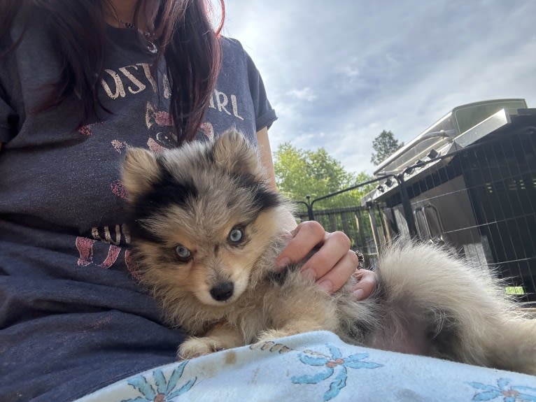 Once Upon a Minnie, a Pomsky tested with EmbarkVet.com