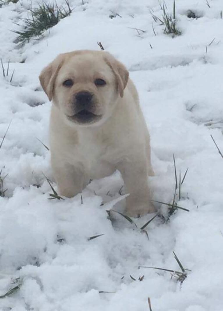 Lady, a Labrador Retriever tested with EmbarkVet.com