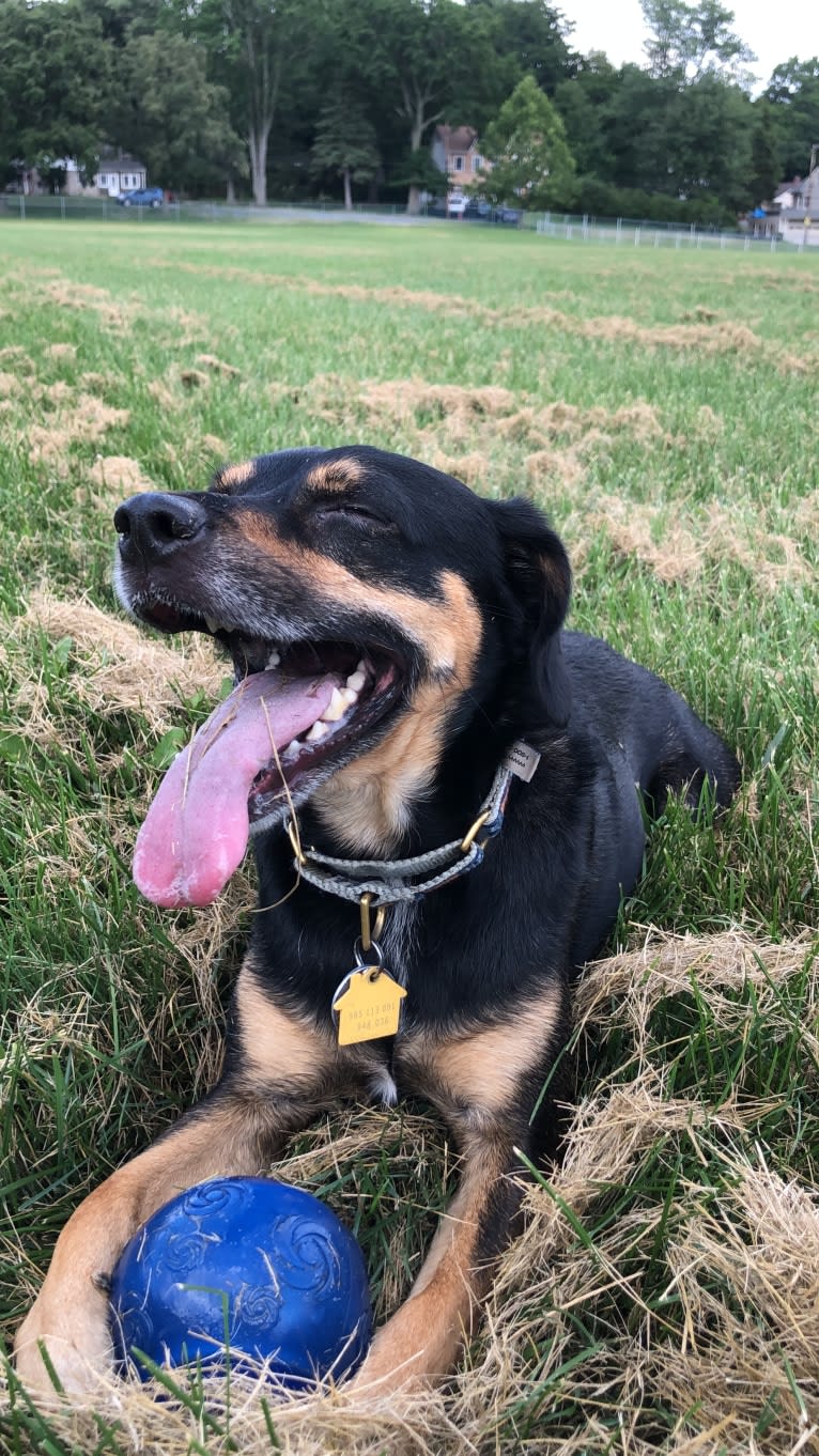 Cody, a Rat Terrier and Cocker Spaniel mix tested with EmbarkVet.com