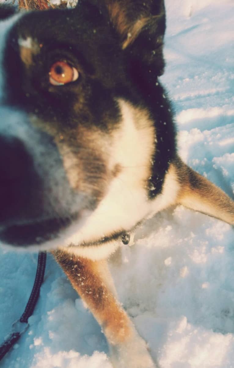 Konna, a Finnish Lapphund and Norwegian Elkhound mix tested with EmbarkVet.com