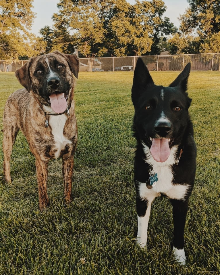 Zeus, a Labrador Retriever and Boxer mix tested with EmbarkVet.com