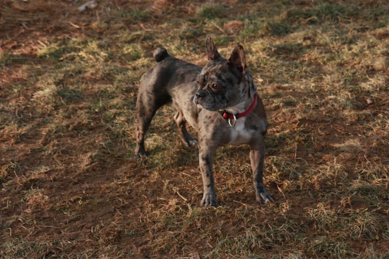 Pandora, a French Bulldog tested with EmbarkVet.com