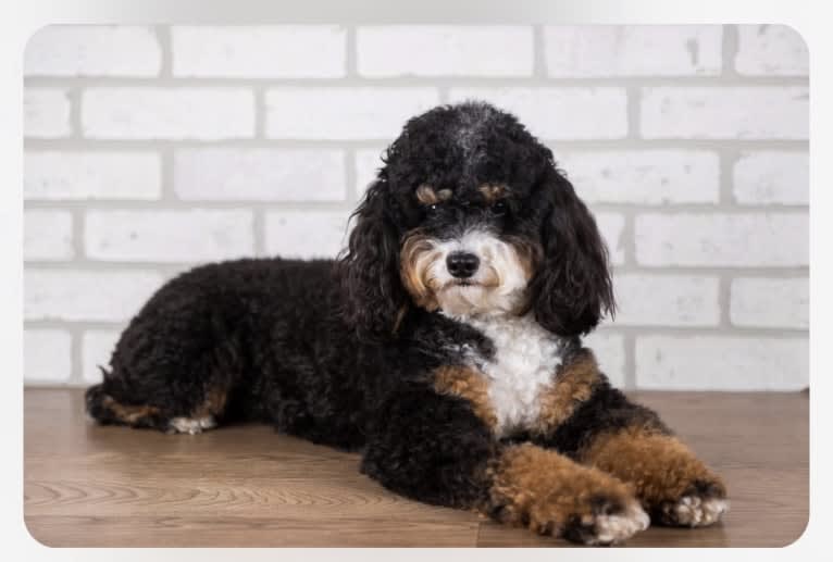 Ferdinand, a Bernedoodle tested with EmbarkVet.com