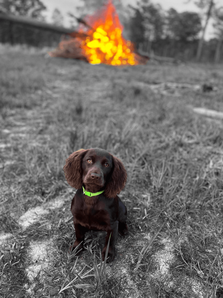 Fey, a Boykin Spaniel tested with EmbarkVet.com