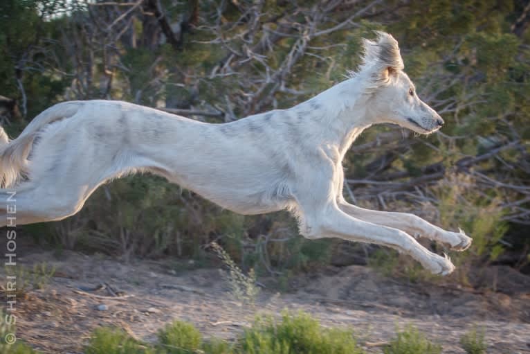 Silver, a Saluki tested with EmbarkVet.com