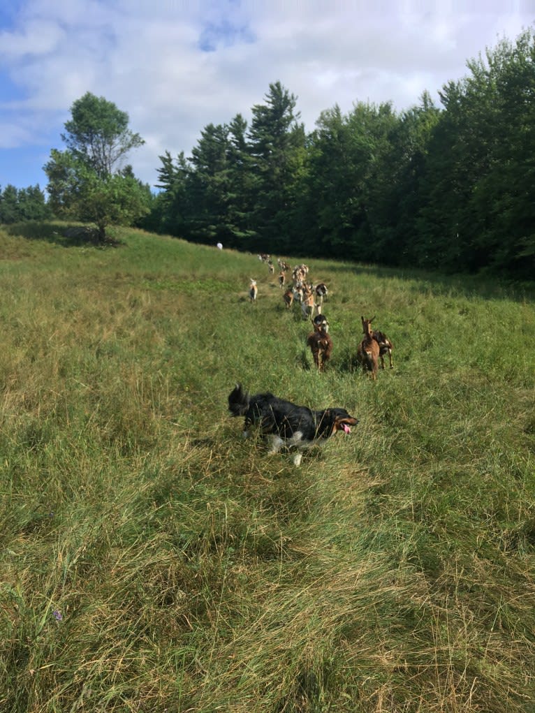 Wyeth, an English Shepherd tested with EmbarkVet.com