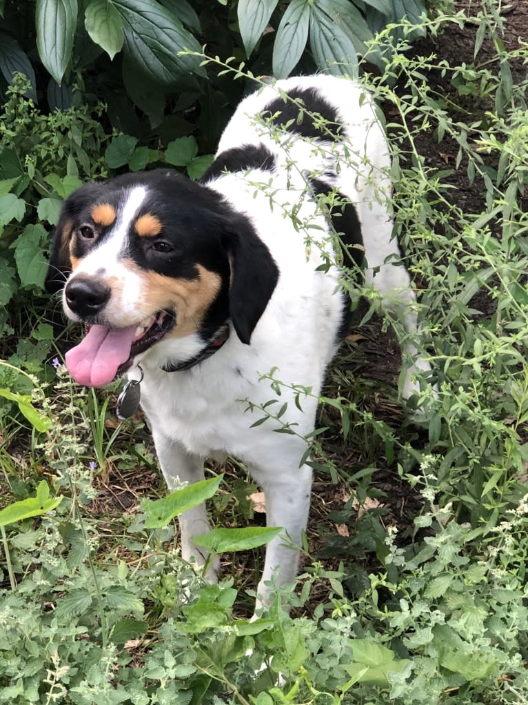 Bailey “BeeBee”, an Australian Shepherd and Labrador Retriever mix tested with EmbarkVet.com