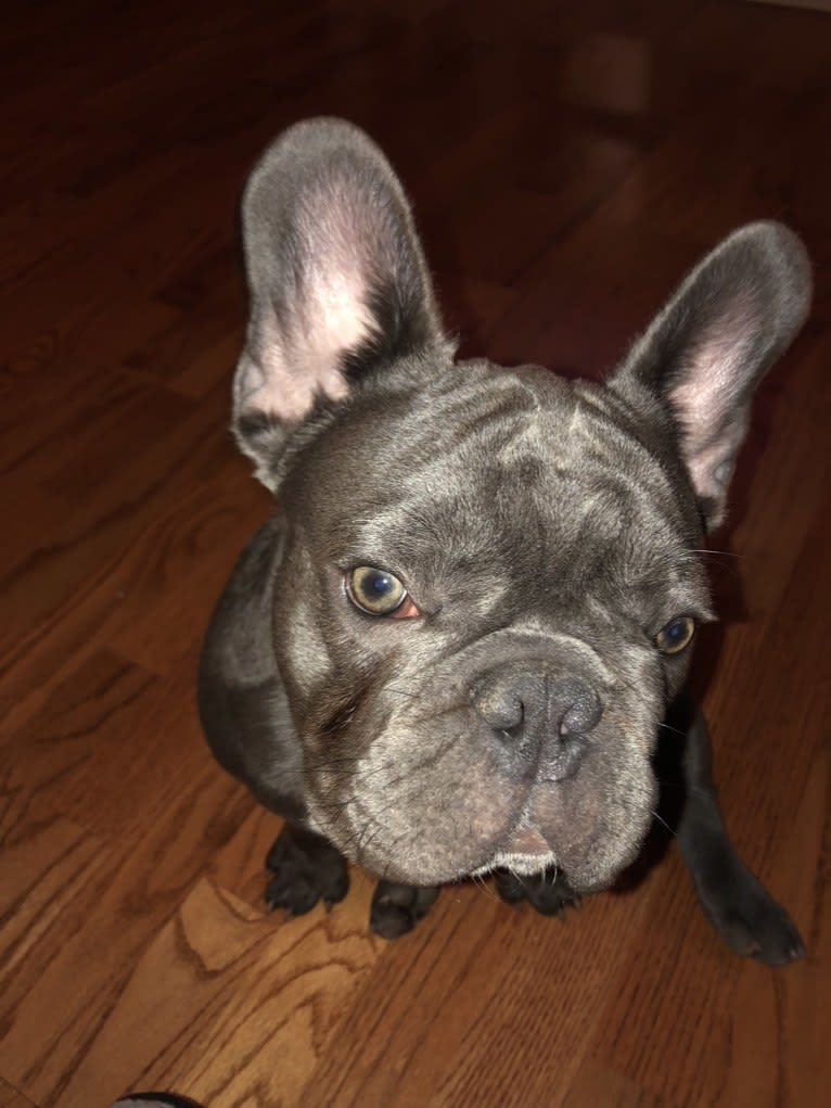 Bruno, a French Bulldog tested with EmbarkVet.com