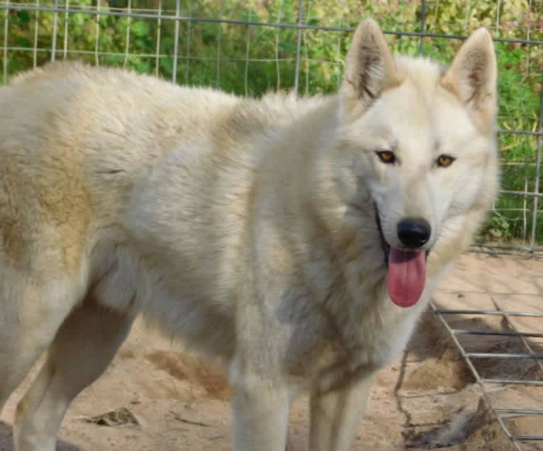 Momo a dog tested with EmbarkVet.com