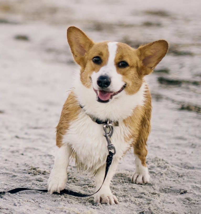 Lil Teddy, a Pembroke Welsh Corgi tested with EmbarkVet.com