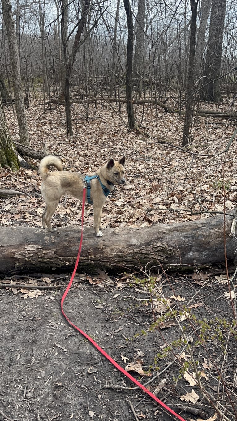 Zorro, a Japanese or Korean Village Dog tested with EmbarkVet.com