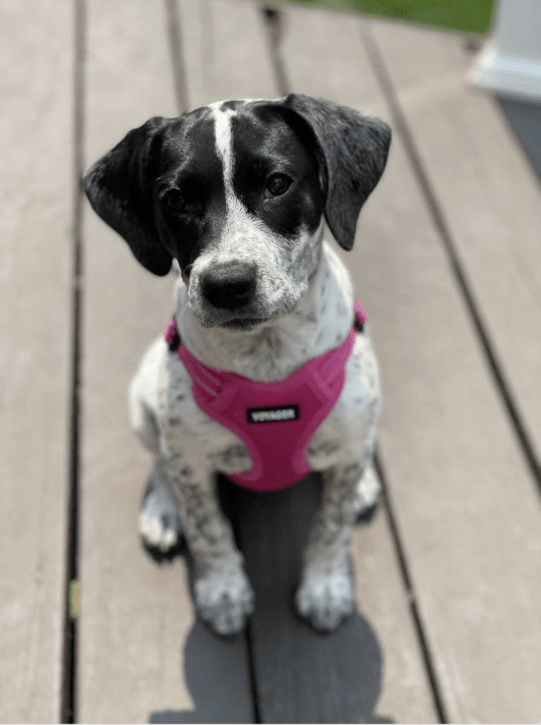 Opal, an American Pit Bull Terrier and German Shorthaired Pointer mix tested with EmbarkVet.com