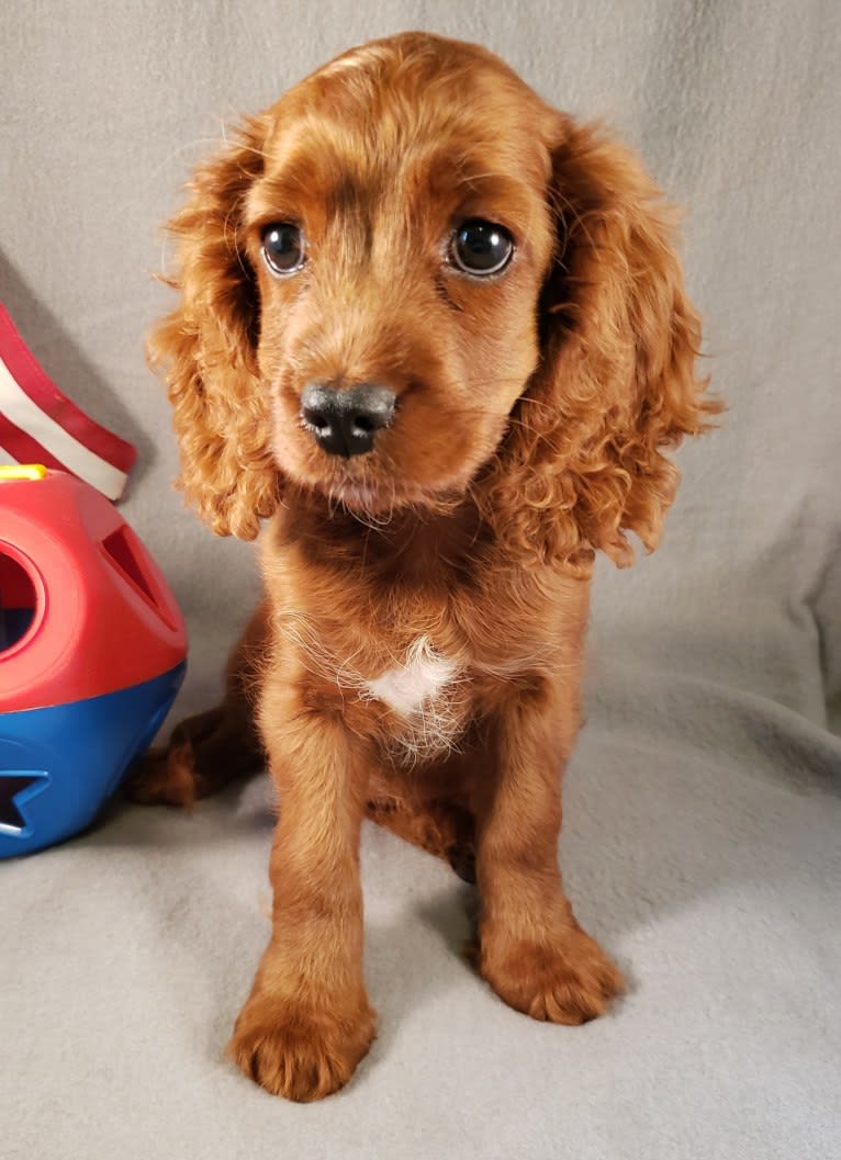 Bree, a Poodle (Small) and Cocker Spaniel mix tested with EmbarkVet.com