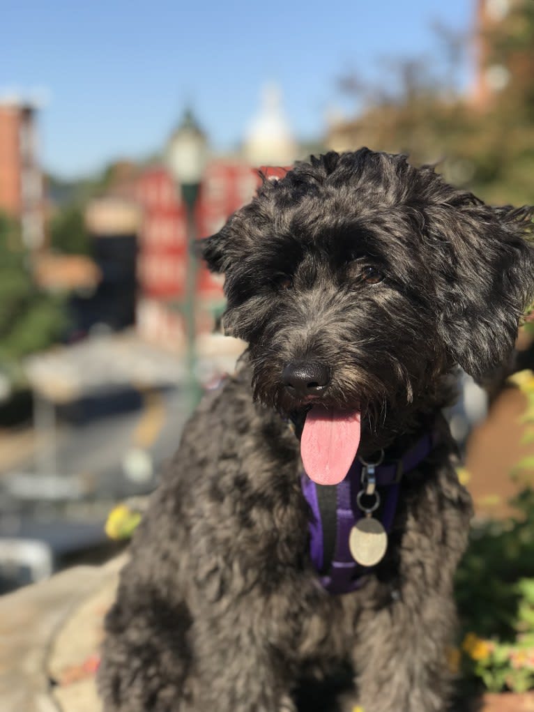 Bluebonnet, a Poodle (Small) and American Pit Bull Terrier mix tested with EmbarkVet.com