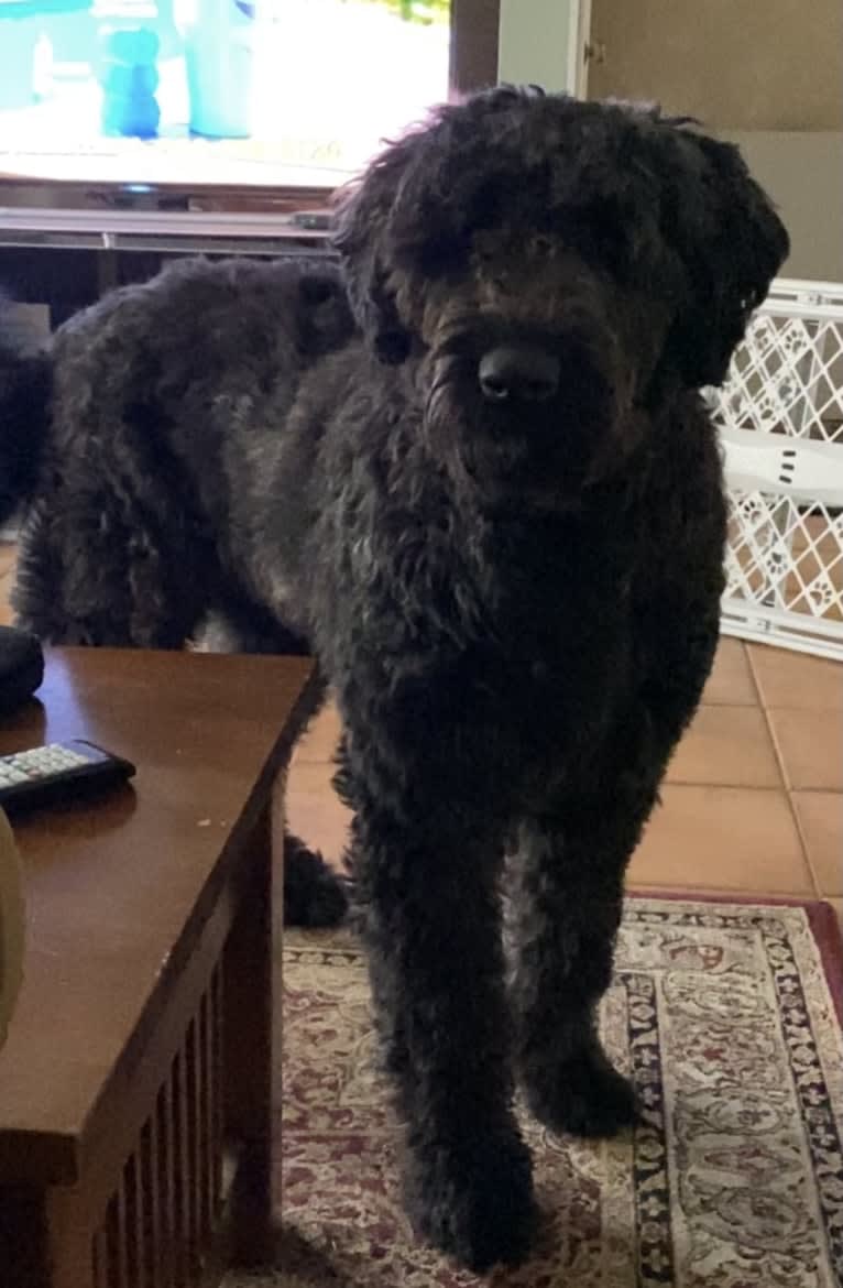 Willomina, a Bouvier des Flandres tested with EmbarkVet.com