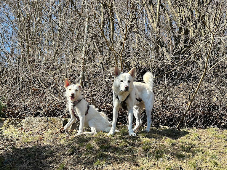 Calaf Storytelling, a Canaan Dog tested with EmbarkVet.com