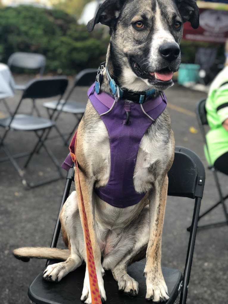 Pepper Ann, an American Bulldog and Siberian Husky mix tested with EmbarkVet.com