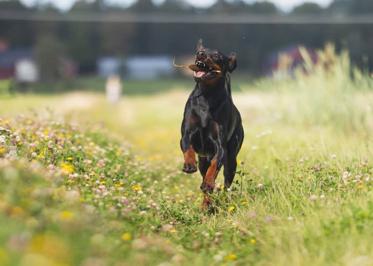 Uljas, a Doberman Pinscher tested with EmbarkVet.com