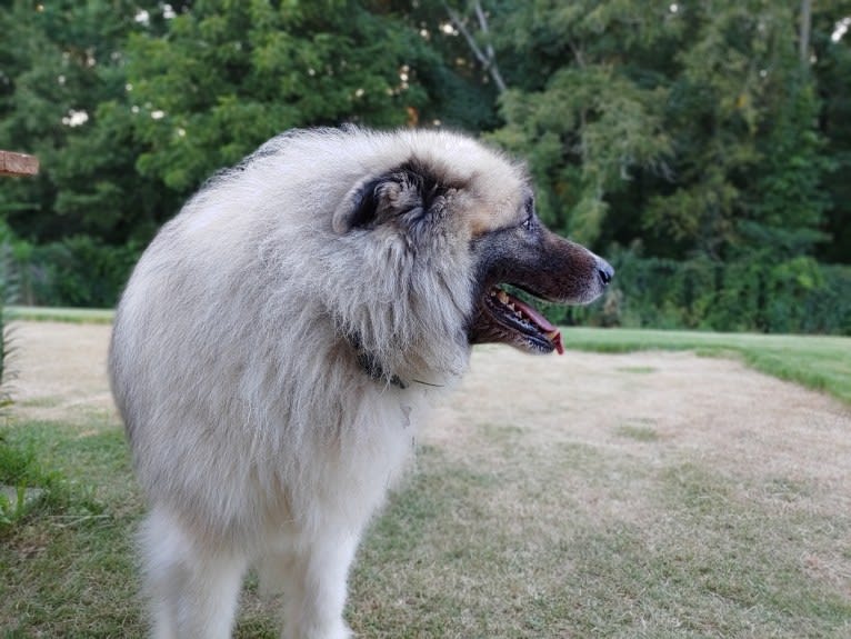 Monster, a Great Pyrenees and Alaskan Malamute mix tested with EmbarkVet.com