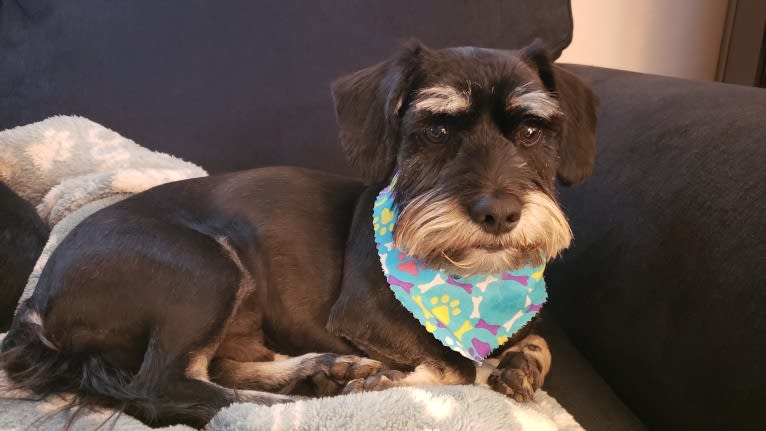 Tucker, a Miniature Schnauzer and Silky Terrier mix tested with EmbarkVet.com