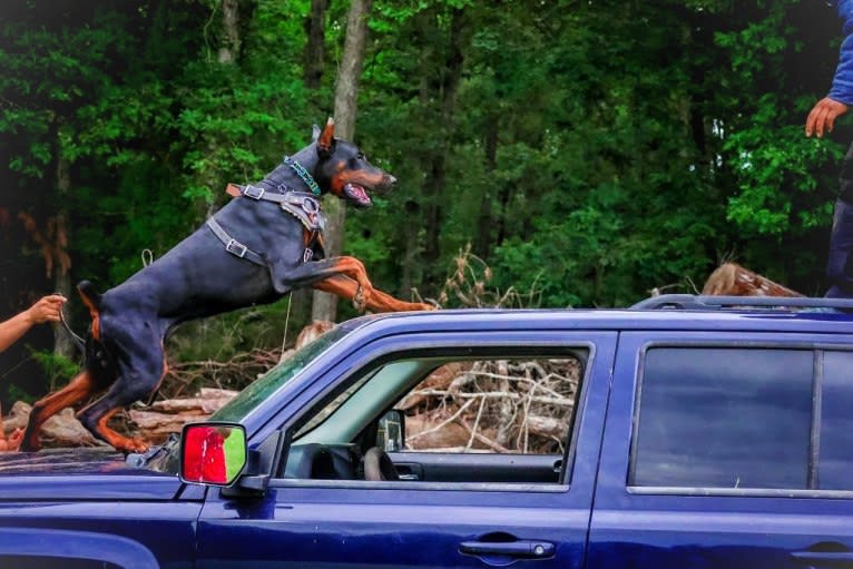 Duke, a Doberman Pinscher tested with EmbarkVet.com