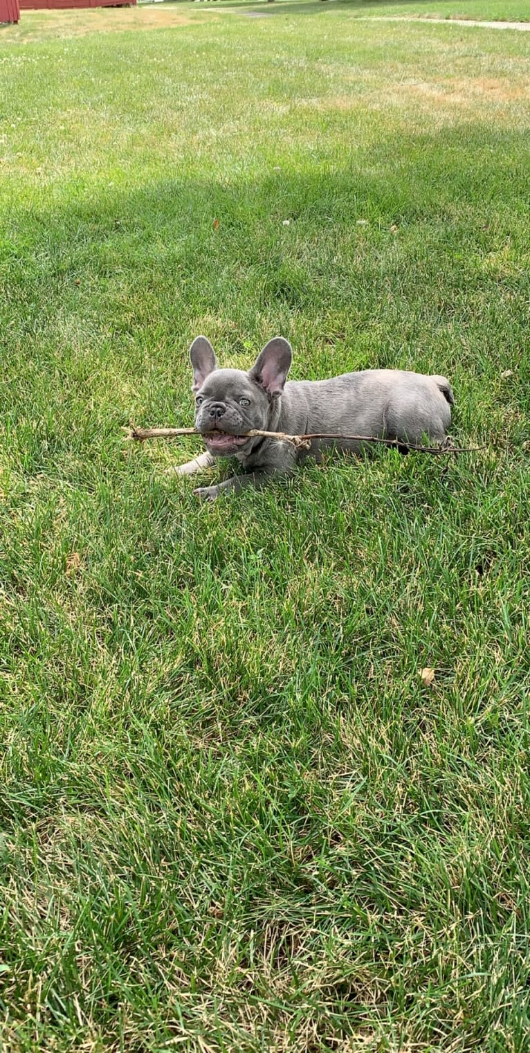 Nardo, a French Bulldog tested with EmbarkVet.com