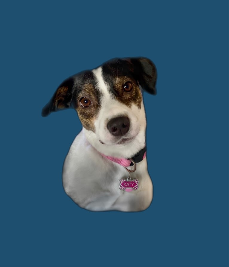 Katy, an Australian Cattle Dog and American Pit Bull Terrier mix tested with EmbarkVet.com