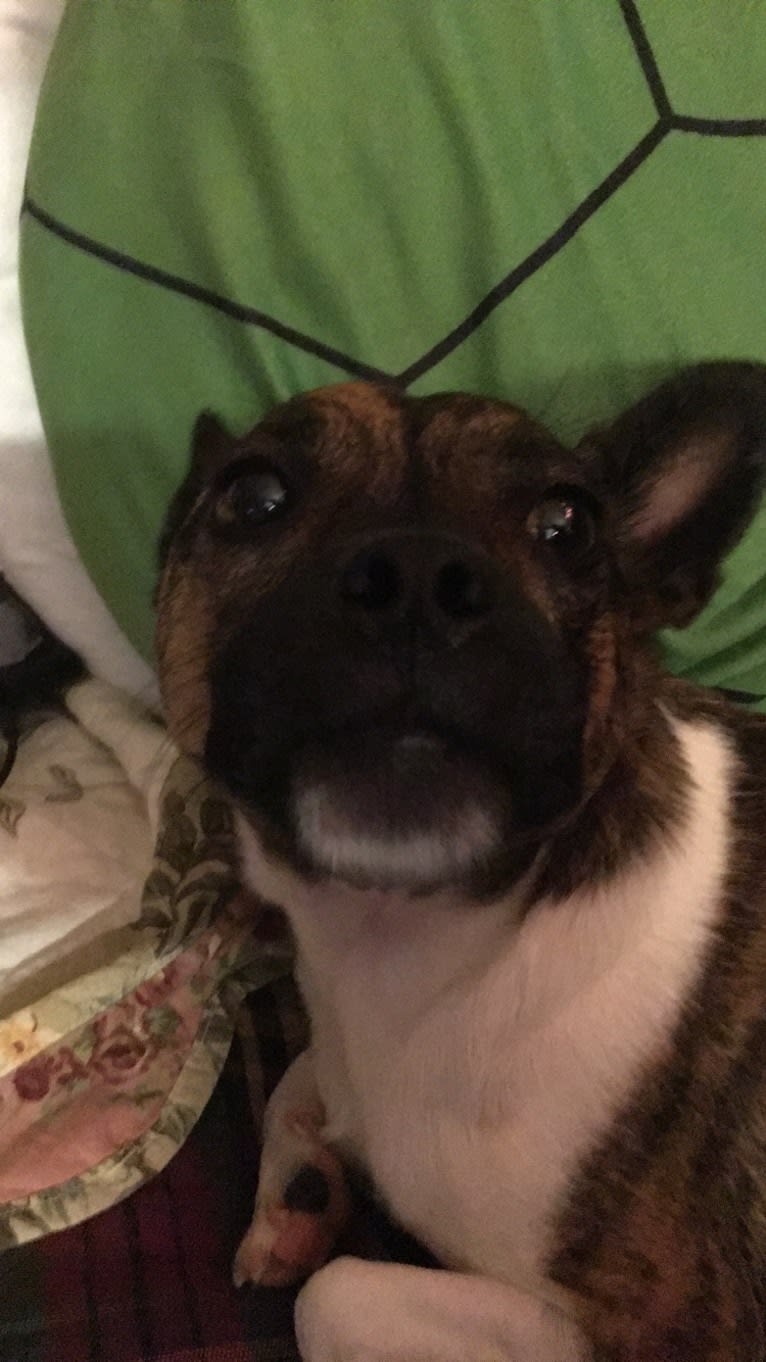 Laika Dee, a Boston Terrier and Shih Tzu mix tested with EmbarkVet.com
