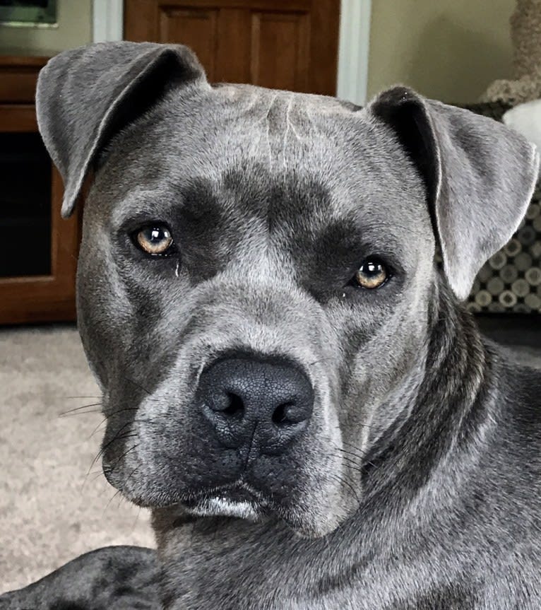 Johnny Sunshine, an American Bully and American Staffordshire Terrier mix tested with EmbarkVet.com
