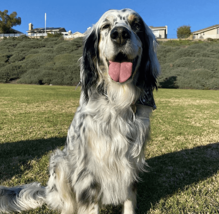 Riley, an English Setter tested with EmbarkVet.com