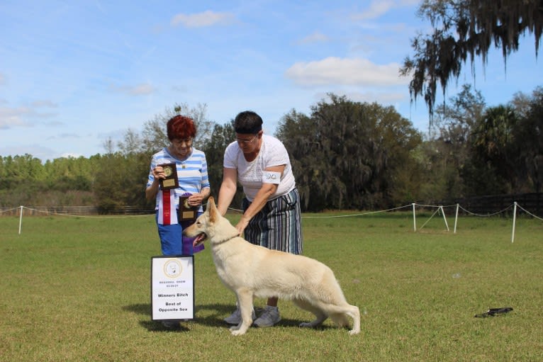 Winter, a White Shepherd tested with EmbarkVet.com