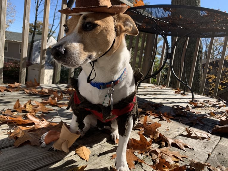 Archie, a Russell-type Terrier tested with EmbarkVet.com