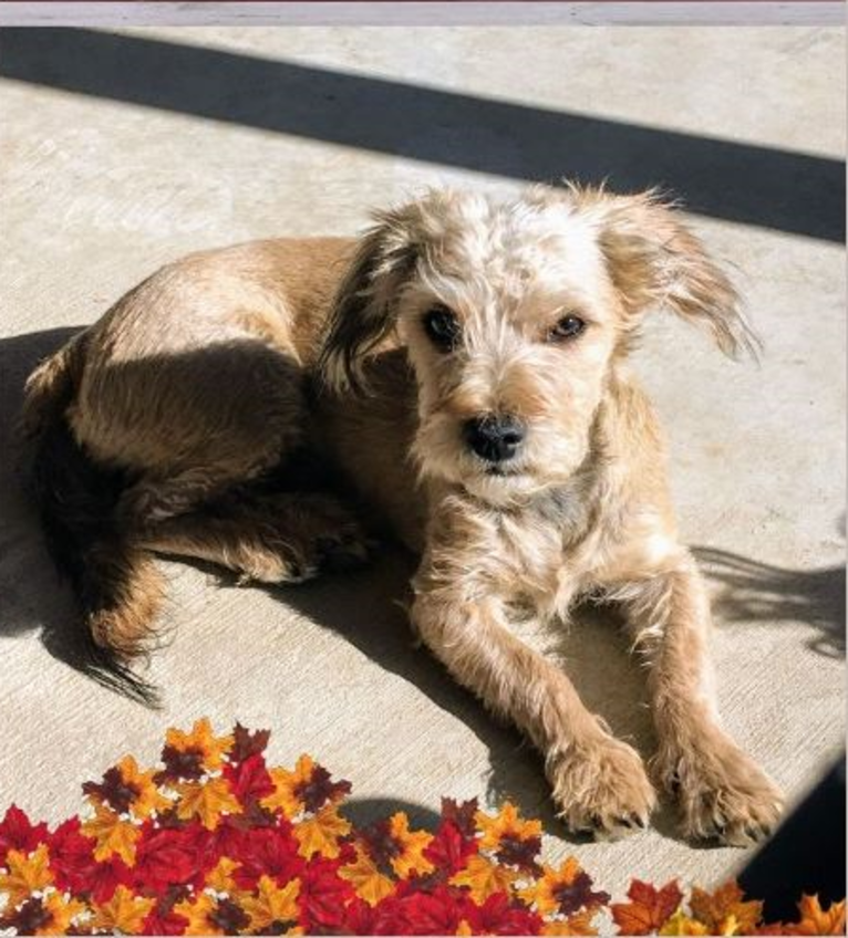 Ginger, a Poodle (Small) and Yorkshire Terrier mix tested with EmbarkVet.com