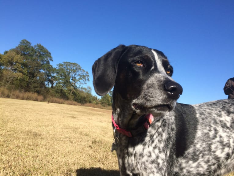 Luna, a Coonhound and Great Pyrenees mix tested with EmbarkVet.com