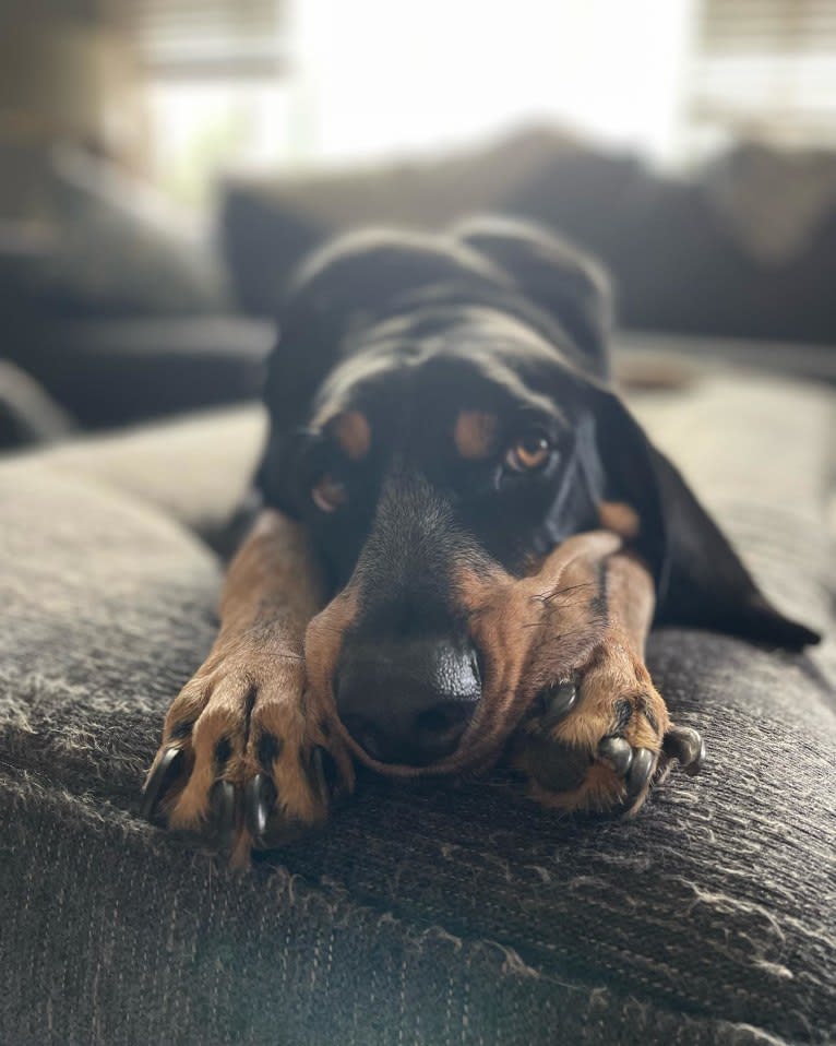 Wrigley, a Bluetick Coonhound tested with EmbarkVet.com