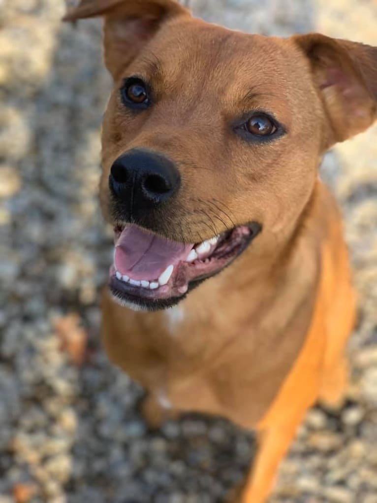 Molly, a Rottweiler and American Pit Bull Terrier mix tested with EmbarkVet.com