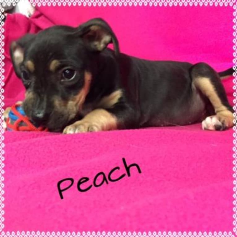 Peaches, an American Pit Bull Terrier and Golden Retriever mix tested with EmbarkVet.com